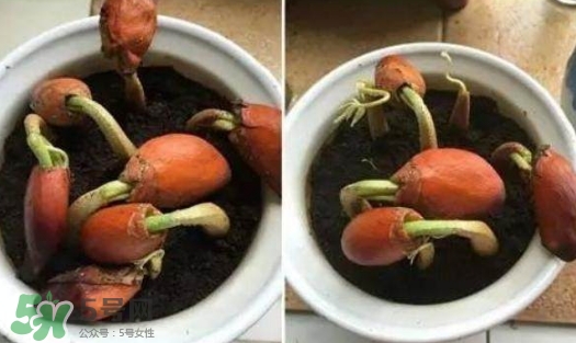 榴蓮籽能種嗎？榴蓮籽怎么種小盆栽？