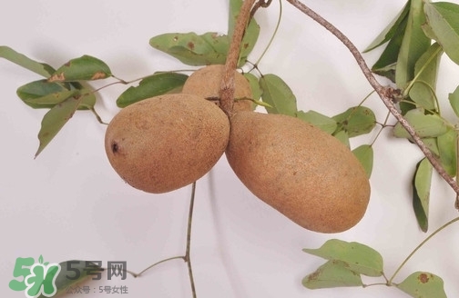 八月炸果為什么種的人少？八月炸可以放多久