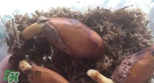 榴蓮籽能種嗎？榴蓮籽怎么種小盆栽？