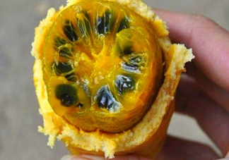 八月炸適合哪里種植？八月炸作用和功效是什么