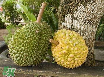 哺乳期吃榴蓮對(duì)寶寶有影響嗎？哺乳期吃榴蓮寶寶會(huì)過(guò)敏嗎？