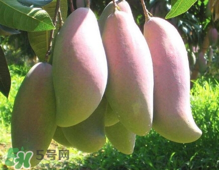 芒果有哪些品種？哪種芒果最好吃？