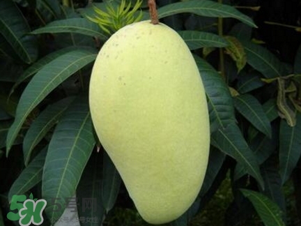 芒果有哪些品種？哪種芒果最好吃？