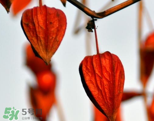 紅姑娘多少錢(qián)一斤 紅姑娘果多少錢(qián)一斤