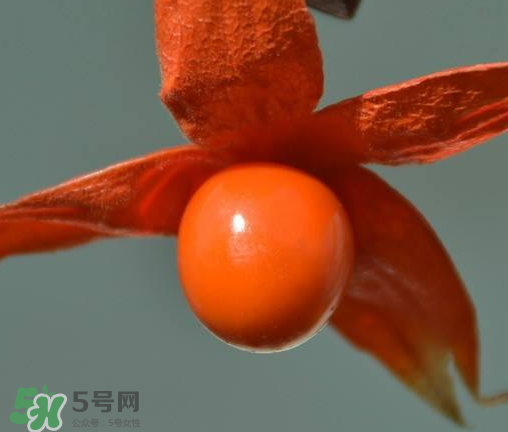 紅姑娘多少錢(qián)一斤 紅姑娘果多少錢(qián)一斤