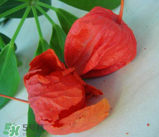 紅姑娘多少錢(qián)一斤 紅姑娘果多少錢(qián)一斤