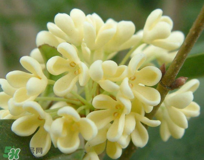 新鮮桂花怎么清洗？新鮮桂花可以冷凍嗎？