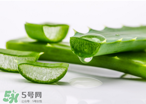 蘆薈泡酒治皮膚病嗎？蘆薈泡酒的功效與作用