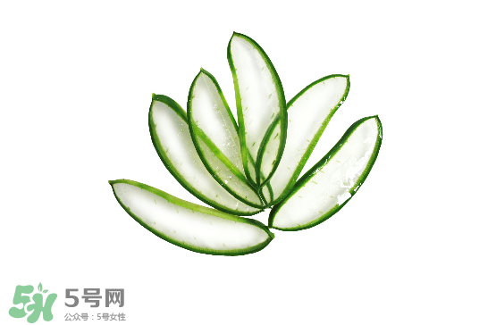 蘆薈泡酒治皮膚病嗎？蘆薈泡酒的功效與作用