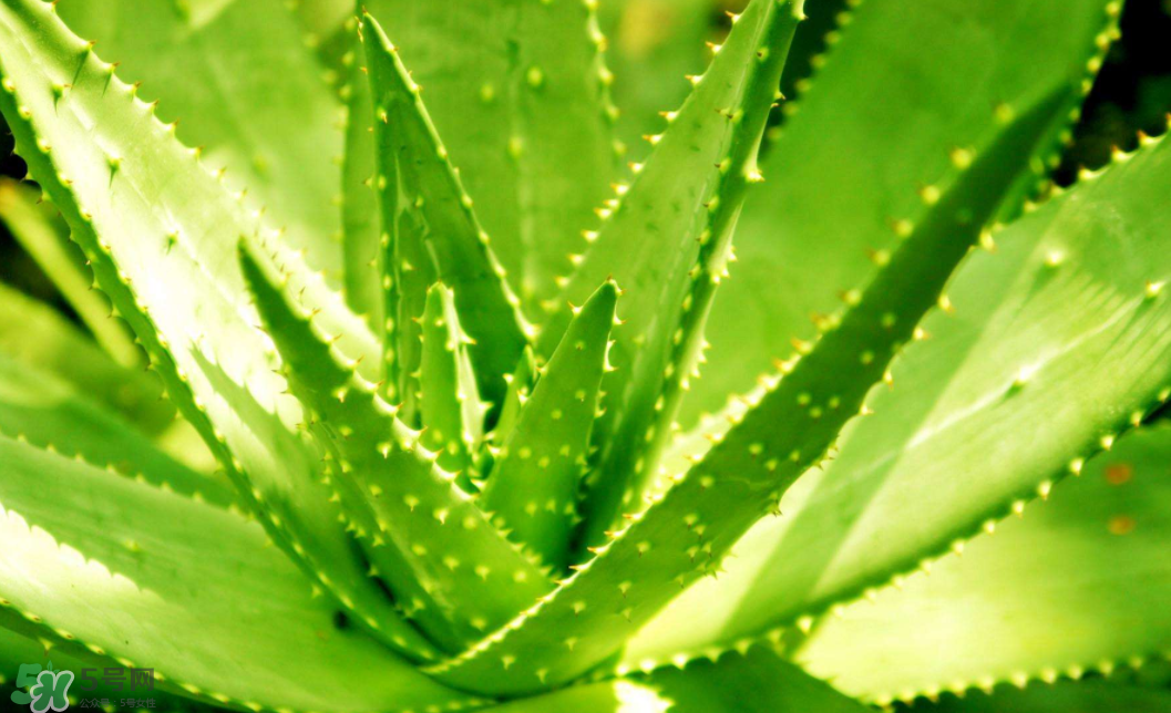 蘆薈泡酒的注意事項(xiàng)有哪些？蘆薈泡酒的做法