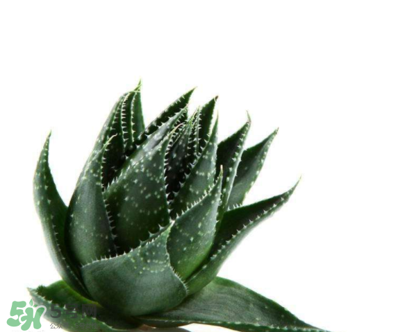敏感肌能使用蘆薈護膚嗎？蘆薈膠有什么用？
