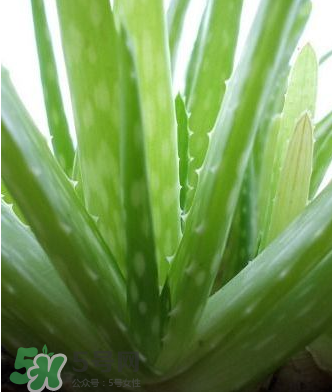 蘆薈膠的醫(yī)療作用有哪些？蘆薈膠的使用方法有哪些？
