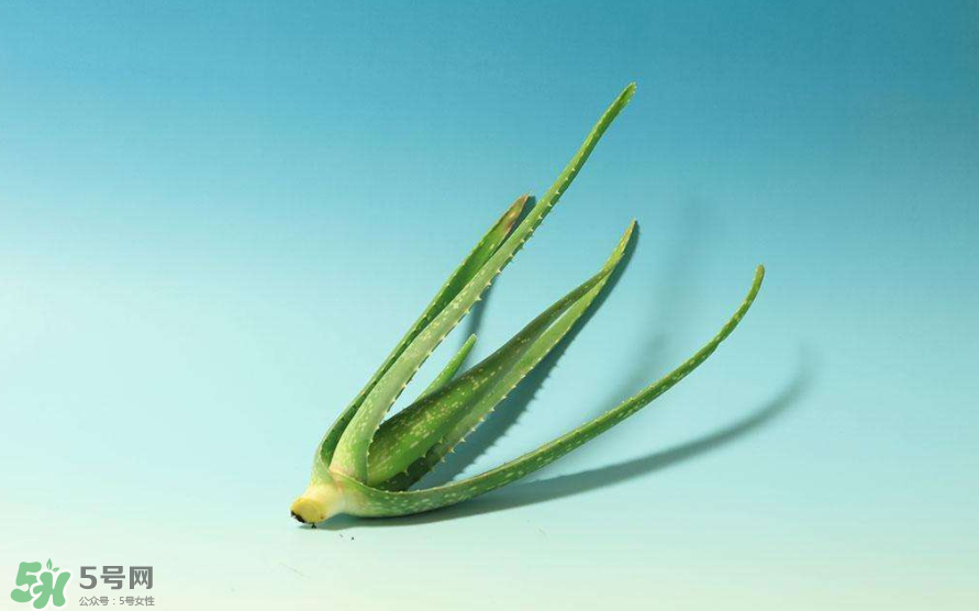 蘆薈膠的醫(yī)療作用有哪些？蘆薈膠的使用方法有哪些？