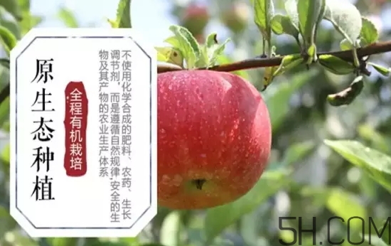 美八蘋果價格多少錢？美八蘋果多少錢一斤？