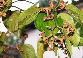 新鮮拐棗吃著澀怎么處理？拐棗為什么澀