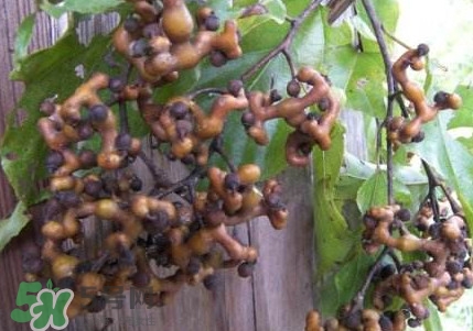 拐棗熬水喝有哪些好處？拐棗怎樣種植
