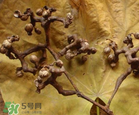 拐棗為什么沒人買？拐棗學(xué)名是什么