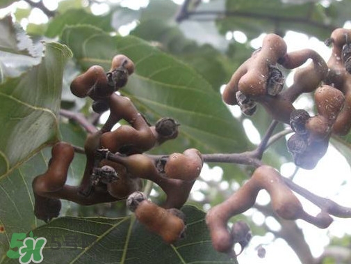 拐棗熬水喝有哪些好處？拐棗怎樣種植
