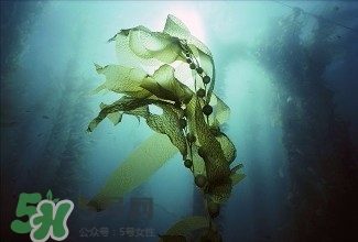 螺旋藻能解酒嗎？解酒的方法有哪些？