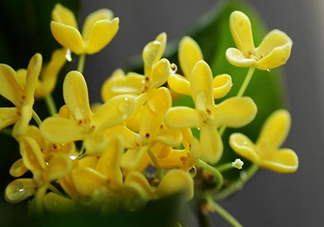 新鮮桂花怎么清洗？新鮮桂花可以冷凍嗎？
