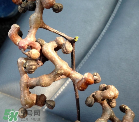 拐棗為什么沒人買？拐棗學(xué)名是什么