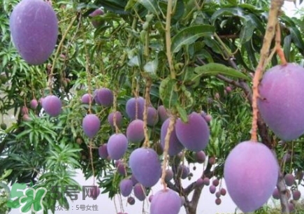 芒果有哪些品種？哪種芒果最好吃？