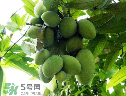 芒果有哪些品種？哪種芒果最好吃？