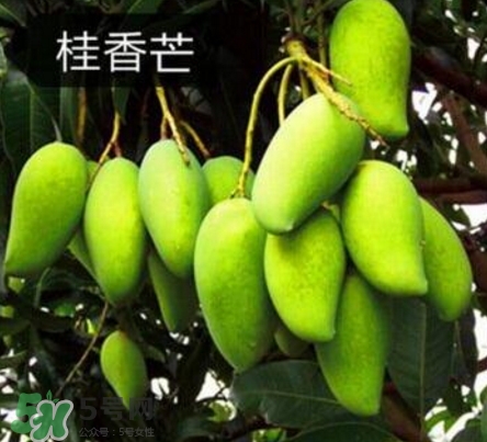 芒果有哪些品種？哪種芒果最好吃？