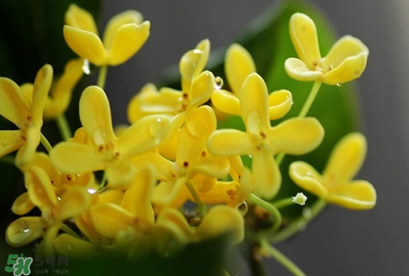 新鮮桂花怎么清洗？新鮮桂花可以冷凍嗎？