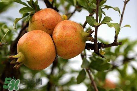 中秋節(jié)吃石榴嗎？中秋節(jié)吃石榴有什么寓意？