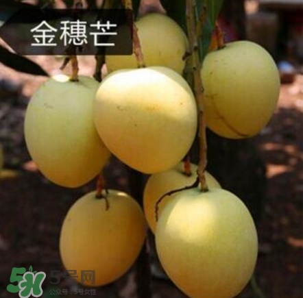芒果有哪些品種？哪種芒果最好吃？
