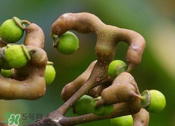 新鮮拐棗吃著澀怎么處理？拐棗為什么澀
