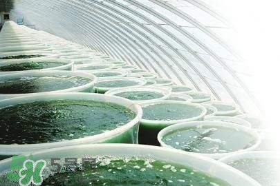 螺旋藻是飯前吃還是飯后吃？螺旋藻怎么吃？