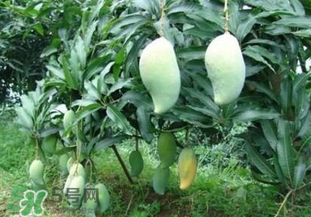 芒果有哪些品種？哪種芒果最好吃？