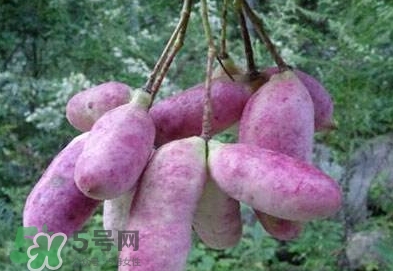 八月瓜可以補腎嗎？八月瓜的營養(yǎng)價值