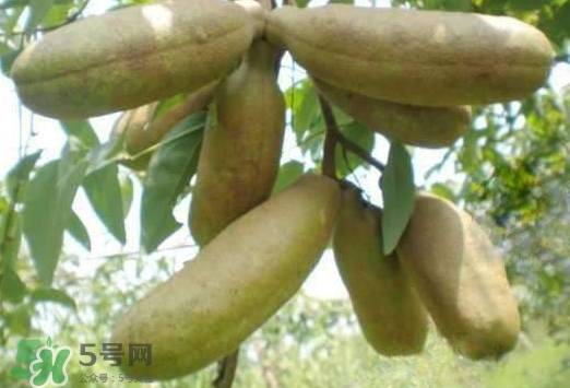 八月瓜可以經(jīng)常吃嗎？八月瓜可以多吃嗎？