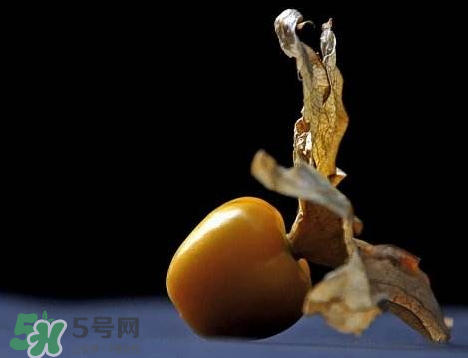 姑娘果可以泡水喝嗎？姑娘果怎么泡水喝？
