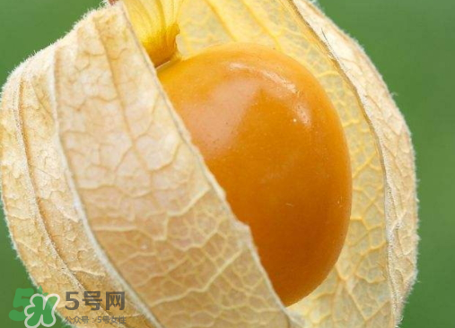 燈籠果是熱性還是涼性？燈籠果是涼性的嗎？