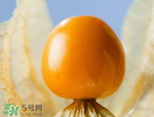 燈籠果是熱性還是涼性？燈籠果是涼性的嗎？