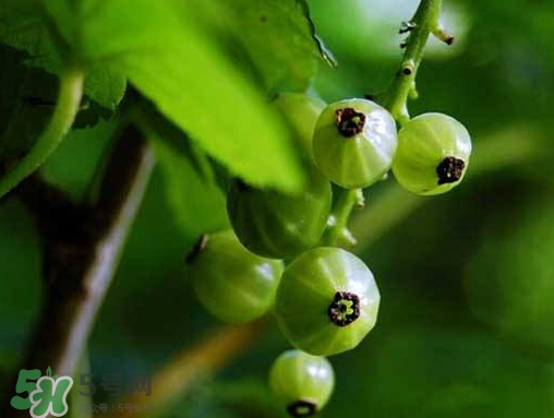 燈籠果什么時候種植？燈籠果怎么種植？