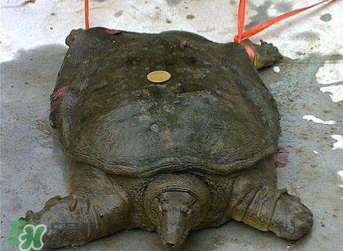 甲魚(yú)是熱性還是涼性？甲魚(yú)是淡水魚(yú)嗎