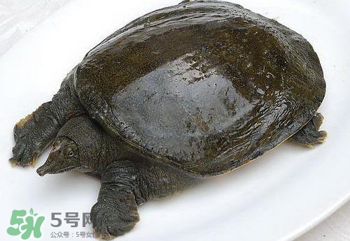 腳魚(yú)有靈性嗎？腳魚(yú)吃了有什么好處