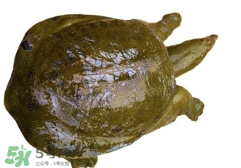 腳魚不能和什么一起吃？腳魚可以燉蟲草嗎