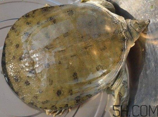 腳魚能和南瓜一起吃嗎？腳魚湯的做法
