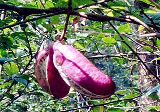 八月瓜能種植嗎？八月瓜怎么種植？