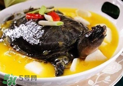 甲魚是魚嗎？甲魚是發(fā)物嗎