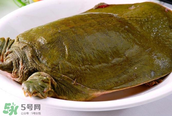 甲魚(yú)是熱性還是涼性？甲魚(yú)是淡水魚(yú)嗎