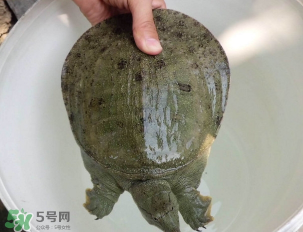 甲魚(yú)是熱性還是涼性？甲魚(yú)是淡水魚(yú)嗎