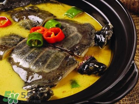 甲魚又叫什么？甲魚吃什么食物