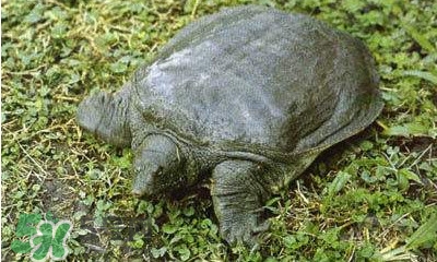 甲魚是烏龜嗎？甲魚是王八嗎？